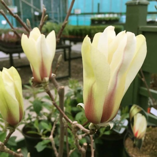 Magnolia Sunsation | ScotPlants Direct